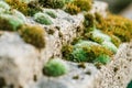 Close-up macro shot of moss on stone Royalty Free Stock Photo