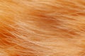 Close up macro shot of an orange or ginger cat fluffy fur and hair texture. Royalty Free Stock Photo