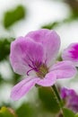 Close-up Macro Shot of Pelargonium or Garden Geranium Flowers of Angel Ralf Sort Royalty Free Stock Photo