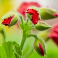 Close-up Macro Shot of Pelargonium or Garden Geranium Flowers of Bold Diamond Wedding