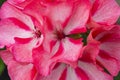 Close-up Macro Shot of Pelargonium or Garden Geranium Flowers of Bold Diamond Wedding Sort