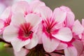 Close-up Macro Shot of Pelargonium or Garden Geranium Flowers of Bold Diamond Wedding Sort