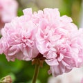 Close-up Macro Shot of Pelargonium or Garden Geranium Flowers of Bold Diamond Wedding Sort