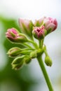 Close-up Macro Shot of Pelargonium or Garden Geranium Flowers of Bold Diamond Wedding Sort