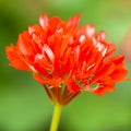 Close-up Macro Shot of Pelargonium or Garden Geranium Flowers of Good Vibrations Sort Royalty Free Stock Photo