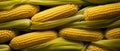 Close-up macro shot of a perfectly arranged expanse of Fresh Corn