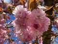 Pink cherry blossoms in spring Royalty Free Stock Photo