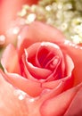 A close up macro shot of a pink rose Royalty Free Stock Photo