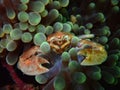 Close-up and macro shot porcelain crab in carpet anemone, the beauty of underwater world diving in Sabah, Borneo. Royalty Free Stock Photo