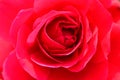 A close up macro shot of a red rose Royalty Free Stock Photo