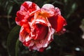 A close up macro shot of a red rose with raindrops Royalty Free Stock Photo