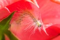 A beautiful caterpillar on the petals of a hybrid tea rose. Royalty Free Stock Photo