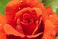 A close up macro shot of a red rose. Royalty Free Stock Photo