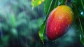 Close up macro shot of ripe mango fruit on tree with dew drops, ideal banner with copy space Royalty Free Stock Photo