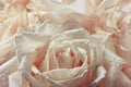 Close up macro shot of rose petals in water drops, spring and vintage floral background
