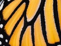 A close up macro shot of the scales on a monarch butterfly wing Royalty Free Stock Photo