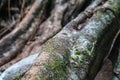 close up macro shot selective focus of big tree root with some m