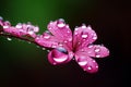 Close up macro shot of a single raindrop on a vibrant blooming flower with available copy space