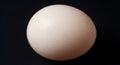 Close-up macro shot of a single, speckled chicken egg against a dark background Royalty Free Stock Photo