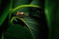 close up macro shot of sleeping tree frog on the green leaf Royalty Free Stock Photo