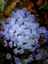 Close-up and macro shot of soft coral, the beauty of underwater world diving in Sabah, Borneo. Royalty Free Stock Photo