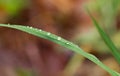 A close up macro shot of some dew drops on a long green leaf Royalty Free Stock Photo