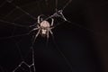 Close up macro shot spider garden orb weaving spider climbs on the web