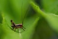 Close-up macro shot of tiny grasshopper on a green leaf. Isolated on bright green background Royalty Free Stock Photo