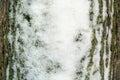 Close up macro shot of tree bark with snow. Tree pattern photogrpaph Royalty Free Stock Photo