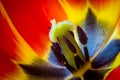 Close-up macro shot of tulip