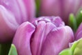 Close-up macro shot of tulip Royalty Free Stock Photo