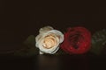 A close up macro shot of a two roses, ceremonial background with water drops Royalty Free Stock Photo