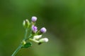 Close up macro shot of Vernonia cinerea or Little ironweed