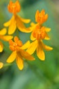 Close-up macro shot of vibrant yellow flowers of Asclepias curassavica or Tropical Milkweed plant, on defocused background