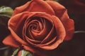 A close up macro shot of a vintage coral rose. Selective focus