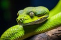 Close up macro shot of a vivid green snake gracefully coiled on a lush jungle tree branch Royalty Free Stock Photo