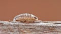 Close up macro of woodlice in the garden, photo taken in the UK Royalty Free Stock Photo