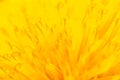 Close-up macro shot of a yellow dandelion flower from a low angle of view.Selective focus Royalty Free Stock Photo
