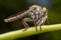 Close up macro shots Rober fly eating small insects.