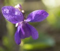 close up macro single beatiful blooming violet flower ,Viola odorata or wood violet, sweet violet with green leaves