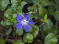 Close up macro of single common dwarf periwinkle plant, Vinca minor. Delicate and bright blue flower of periwinkle Royalty Free Stock Photo