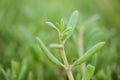 Close up macro of small green plant and leaves Royalty Free Stock Photo