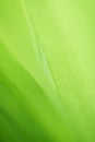 Close up macro soft focus fresh green spring leaves pattern texture abstract blurred background.ecology backdrop,desktop wallpaper Royalty Free Stock Photo