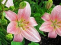 Close-up (macro) of a soft pink lily in the sunlight, in the raindrops. Blooming in the garden Royalty Free Stock Photo