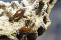 Close up or macro Soldier termites on Termite mound Blurred background, Macro termes gilvus Royalty Free Stock Photo