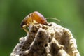 Close up or macro Soldier termites on Termite mound Blurred background, Macro termes gilvus
