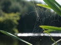 Close up / macro spider web with water droplets, on plants by river bank Royalty Free Stock Photo