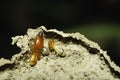 Close up or macro termites on Termite mound, Macrotermes gilvus Royalty Free Stock Photo