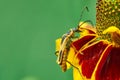 Close up macro of Texas soldier beetle Chauliognathus scutellaris sitting on a Mexican Hat, Upright Prairie Coneflower Royalty Free Stock Photo