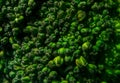 Close up Macro Texture of Natural Organic Brocolli Upper Part Royalty Free Stock Photo